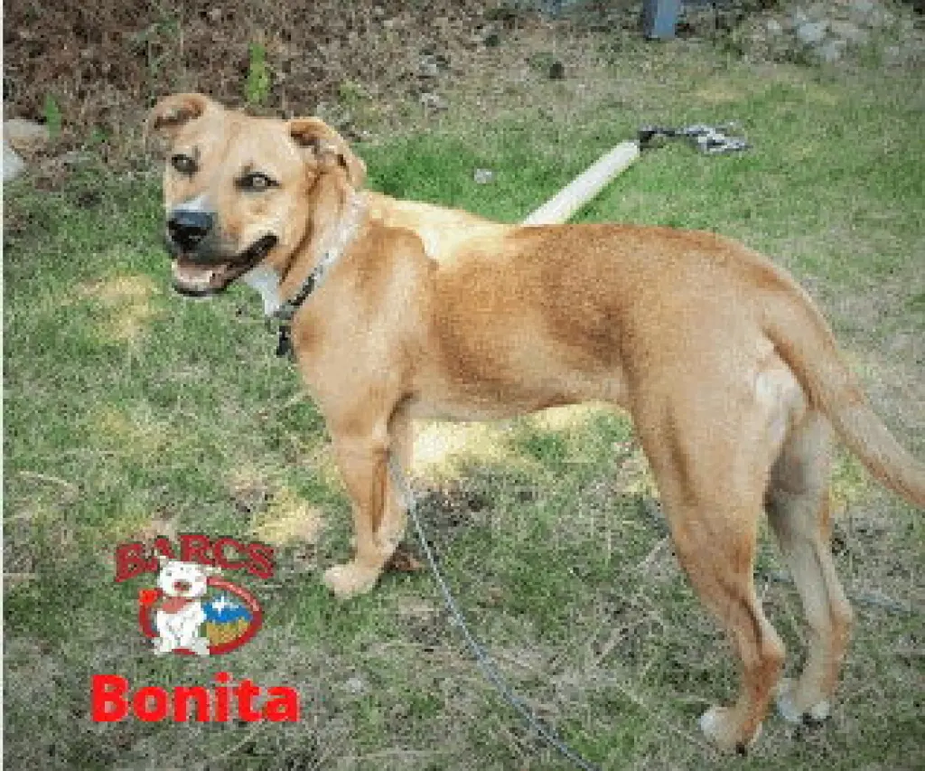 Bonita