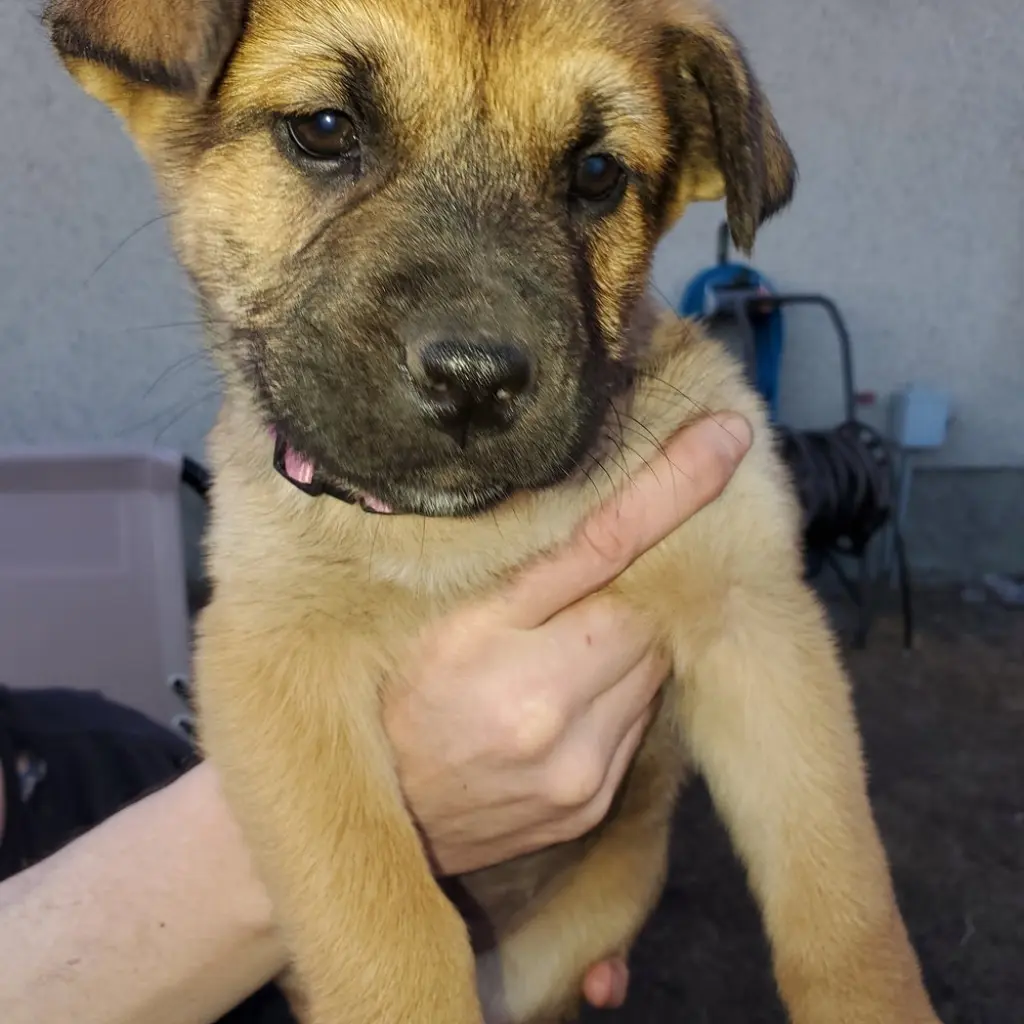 Pup 2 FUSHIA