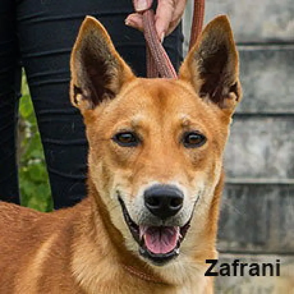 Zafrani