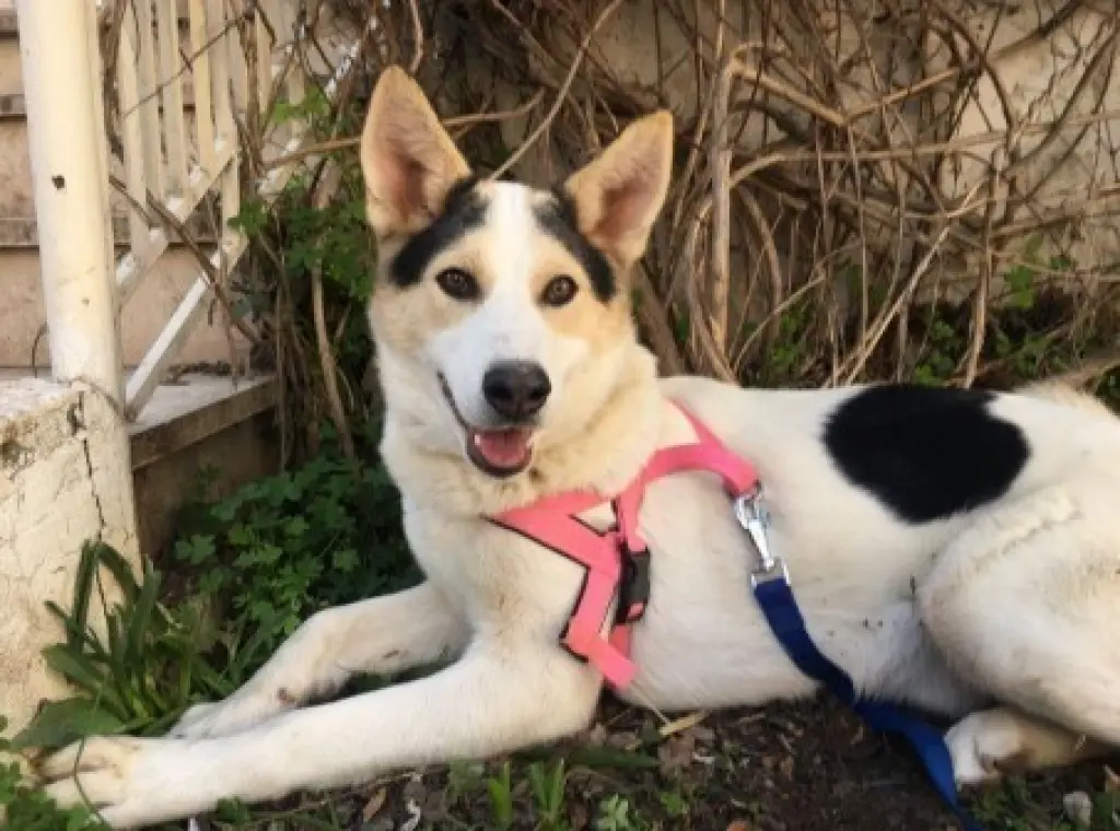 Foxy