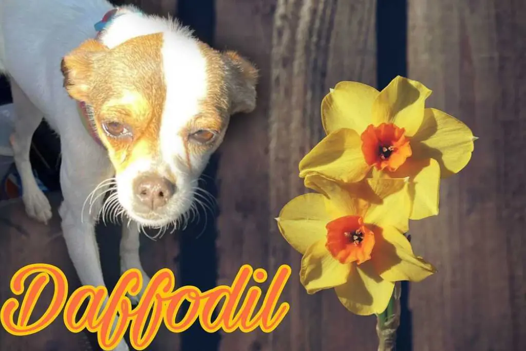 Daffodil