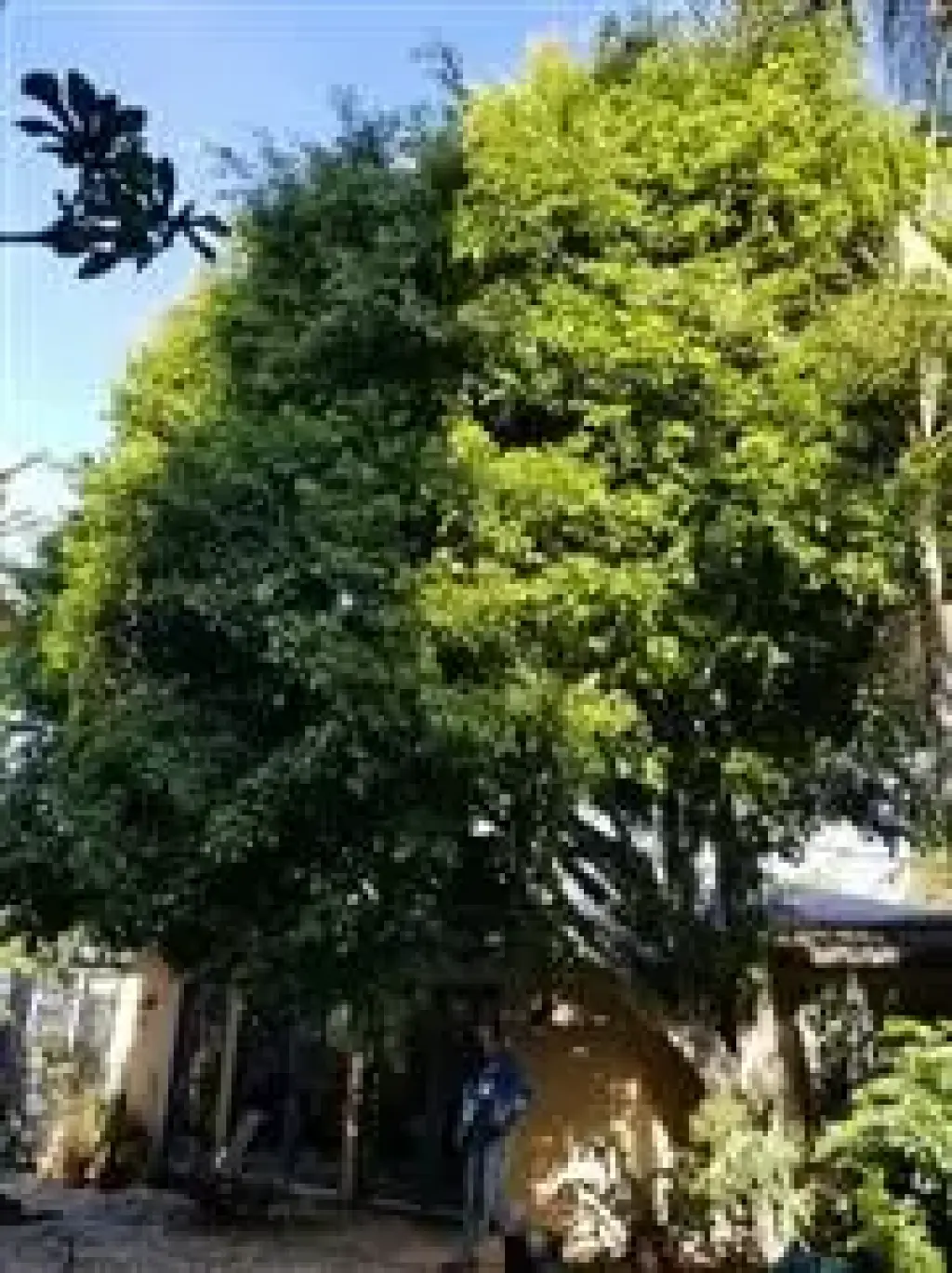 Zapatas Trimming