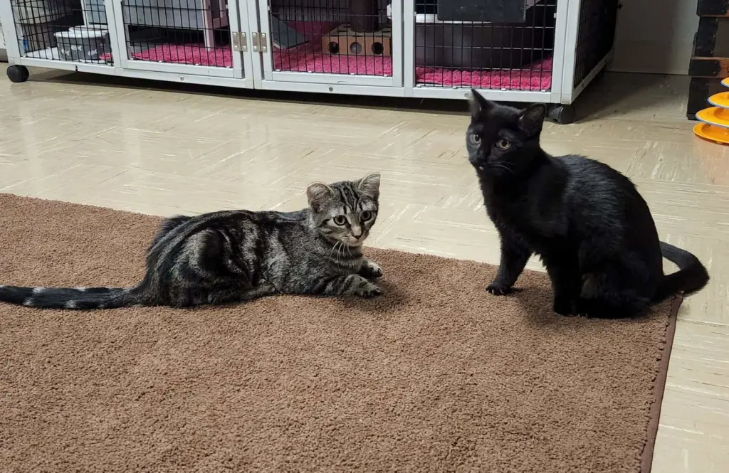 Jemima and Jellyorum Bonded sisters Special Needs