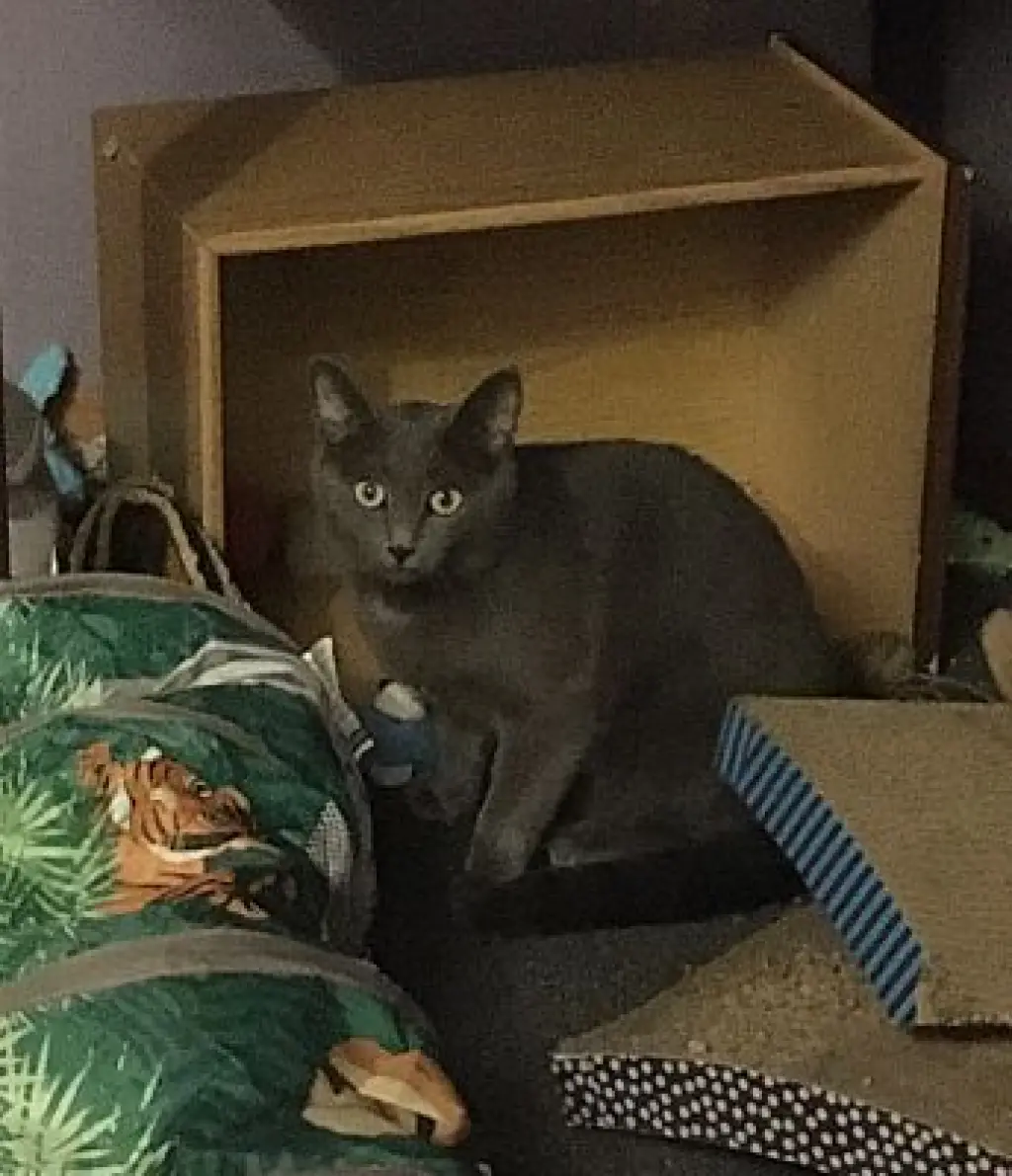 Max bonded with Nicky