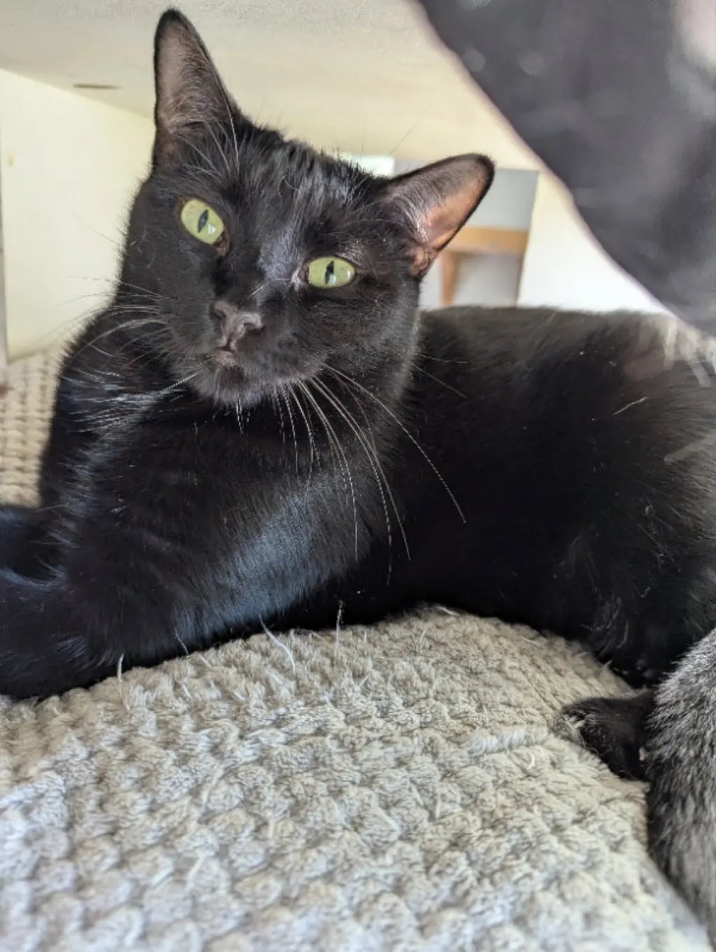 Sheba