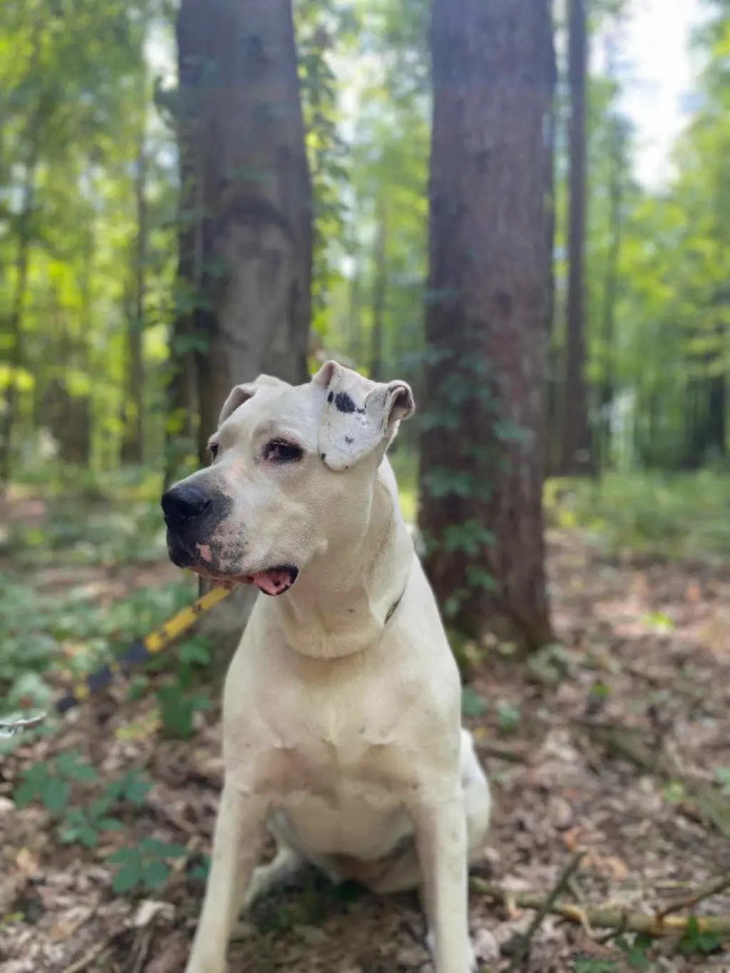 Bea