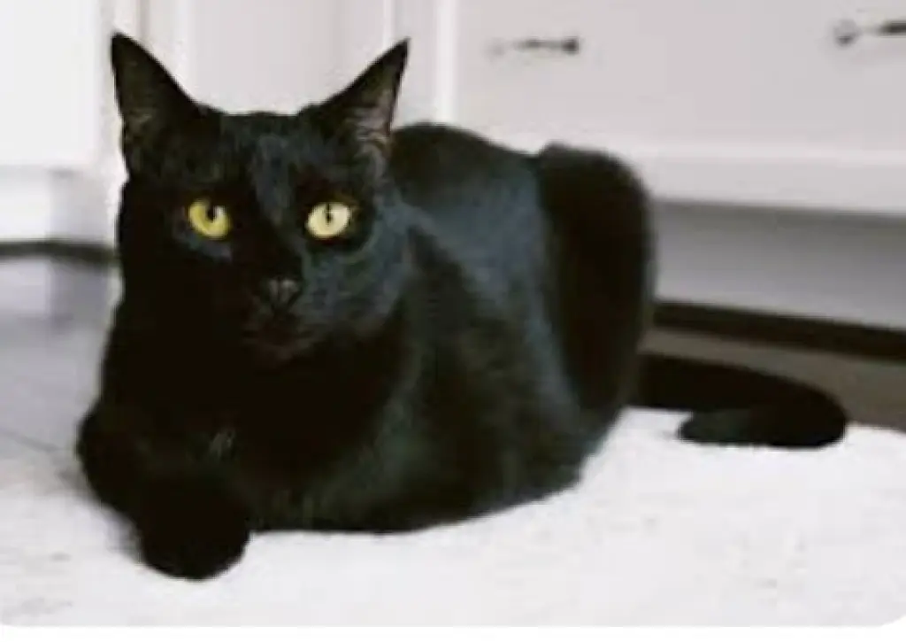 Halle Berry ~BONDED WITH ADELE~ Shop Cats