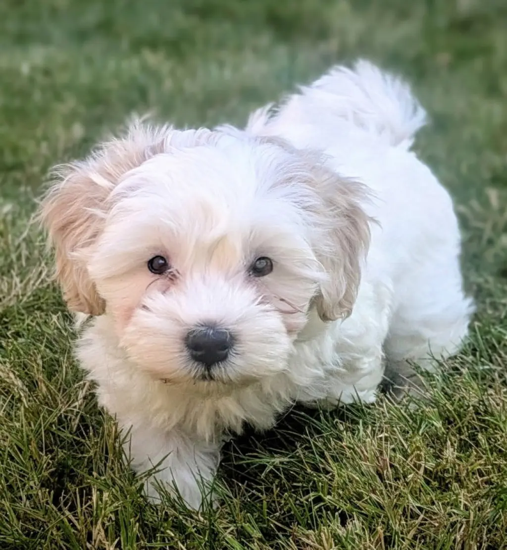 Tatum