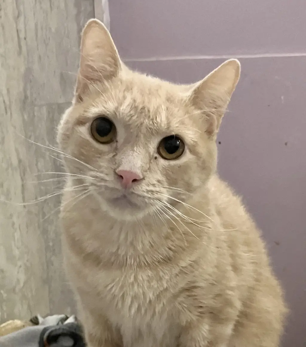 Paprika (bonded to Cayenne)