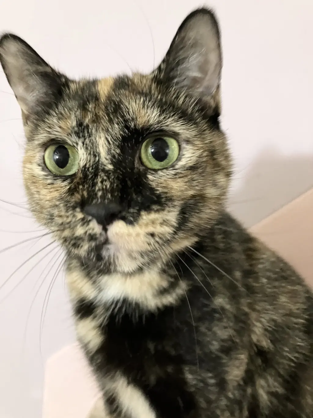 Cayenne (bonded to Paprika)