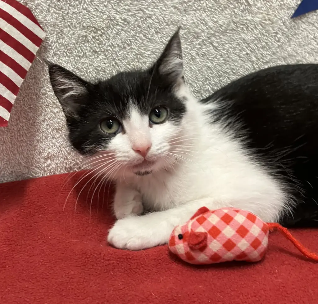 Juliet (bonded to Houdini)