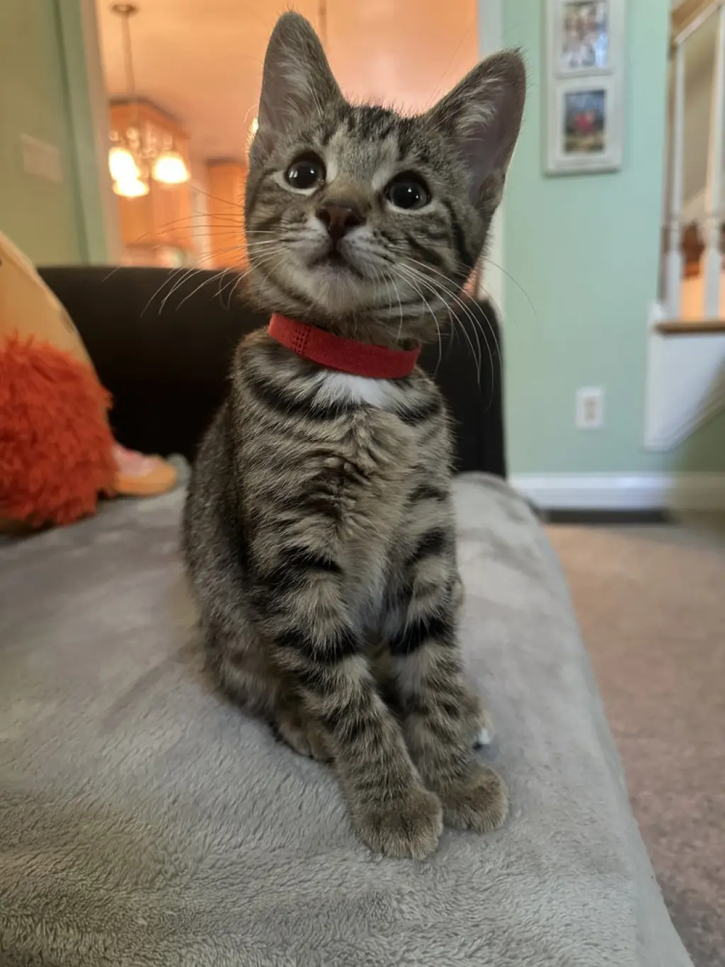 Kitty Chefs : Brooke