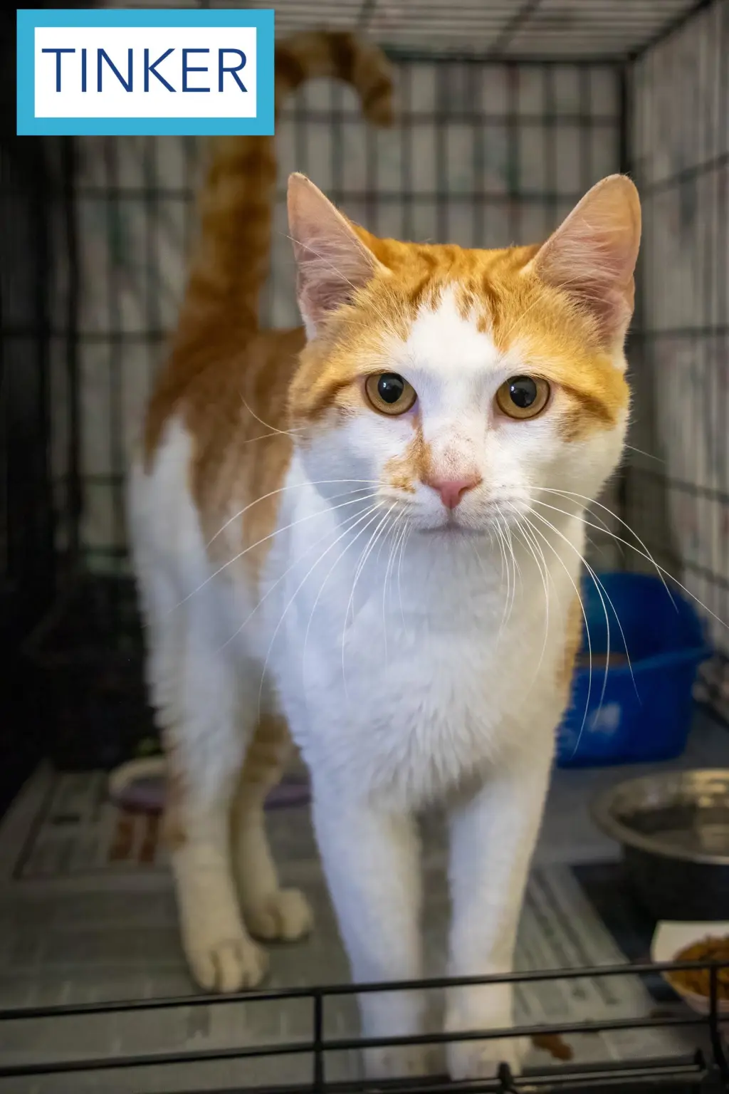 Tinker (FCID# 05/15/26-23 Brookhaven PS
