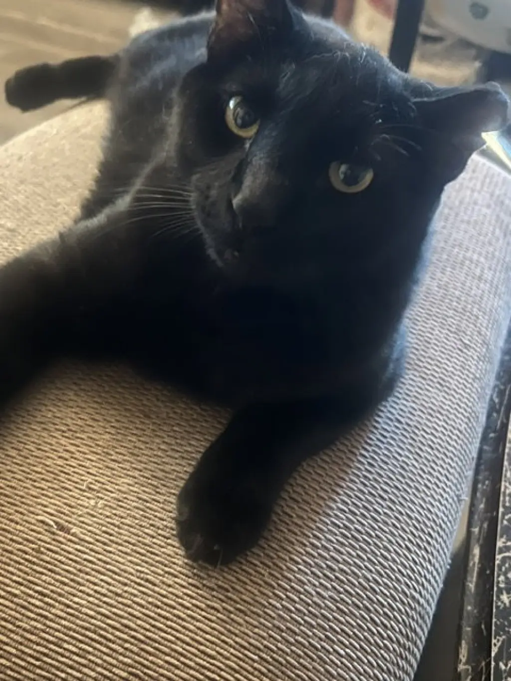 Santos (bonded with Cruella)
