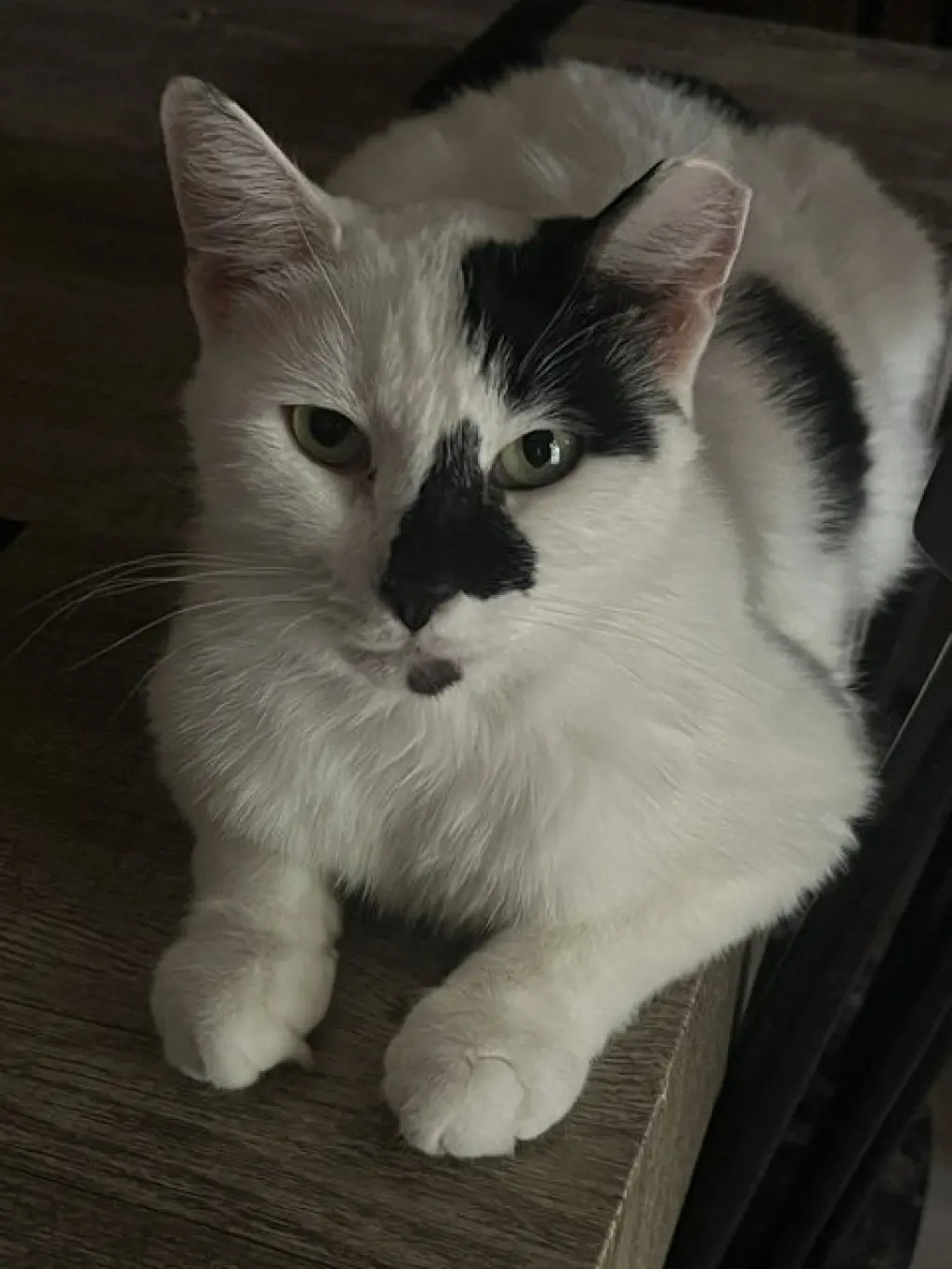 Cruella (bonded with Santos)