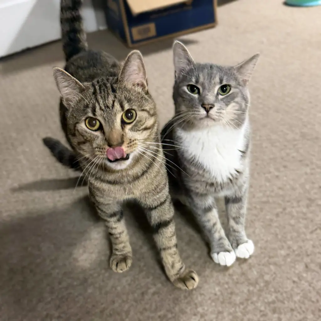 Almond (playful and loves his BFF Cashew)