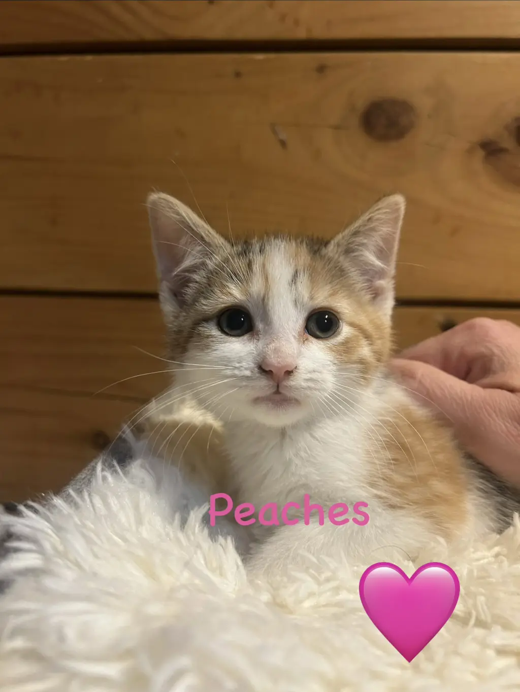 Peaches