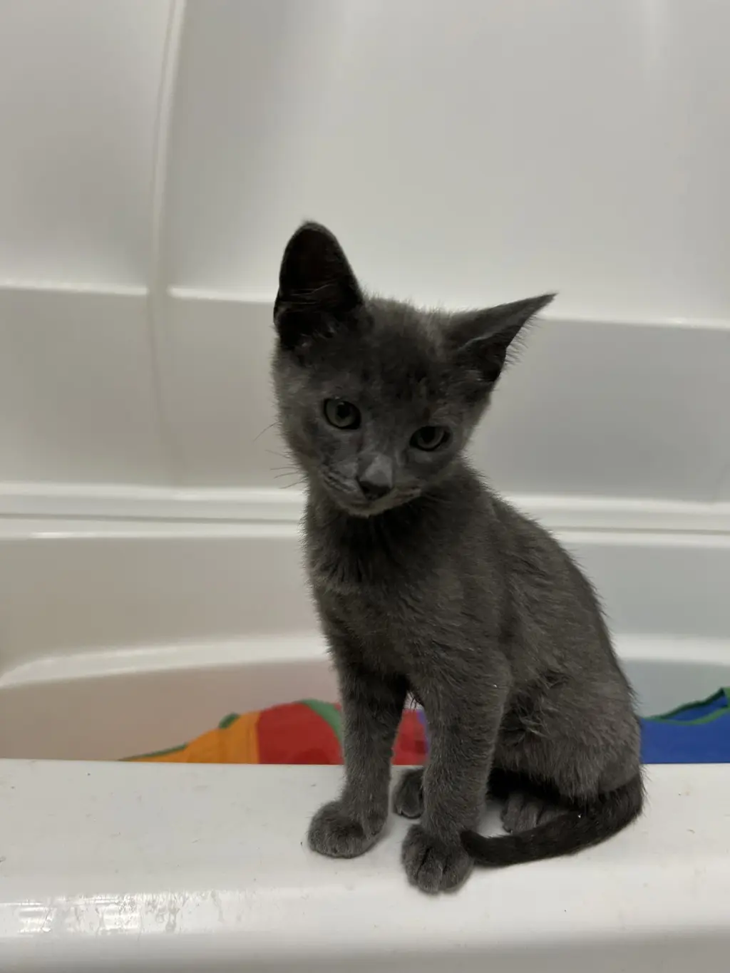 Stormi