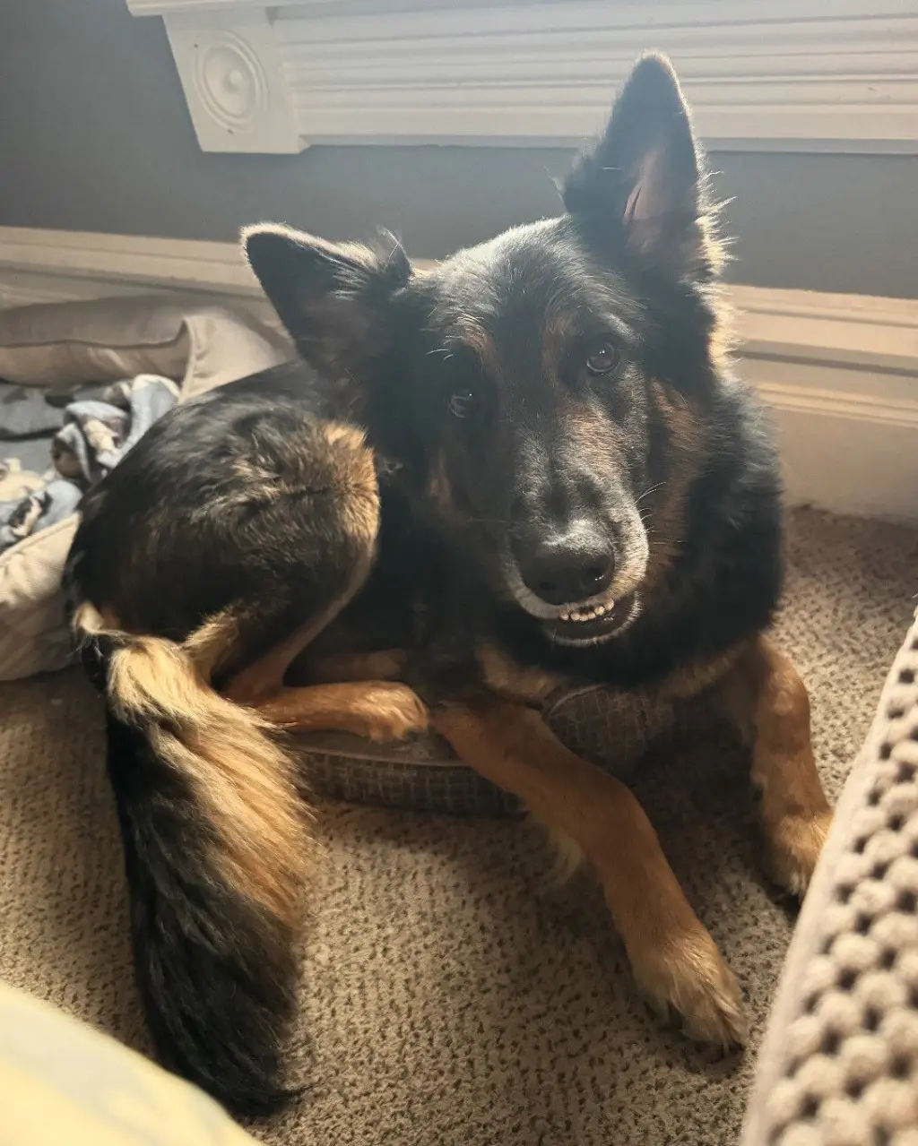 BRUNO