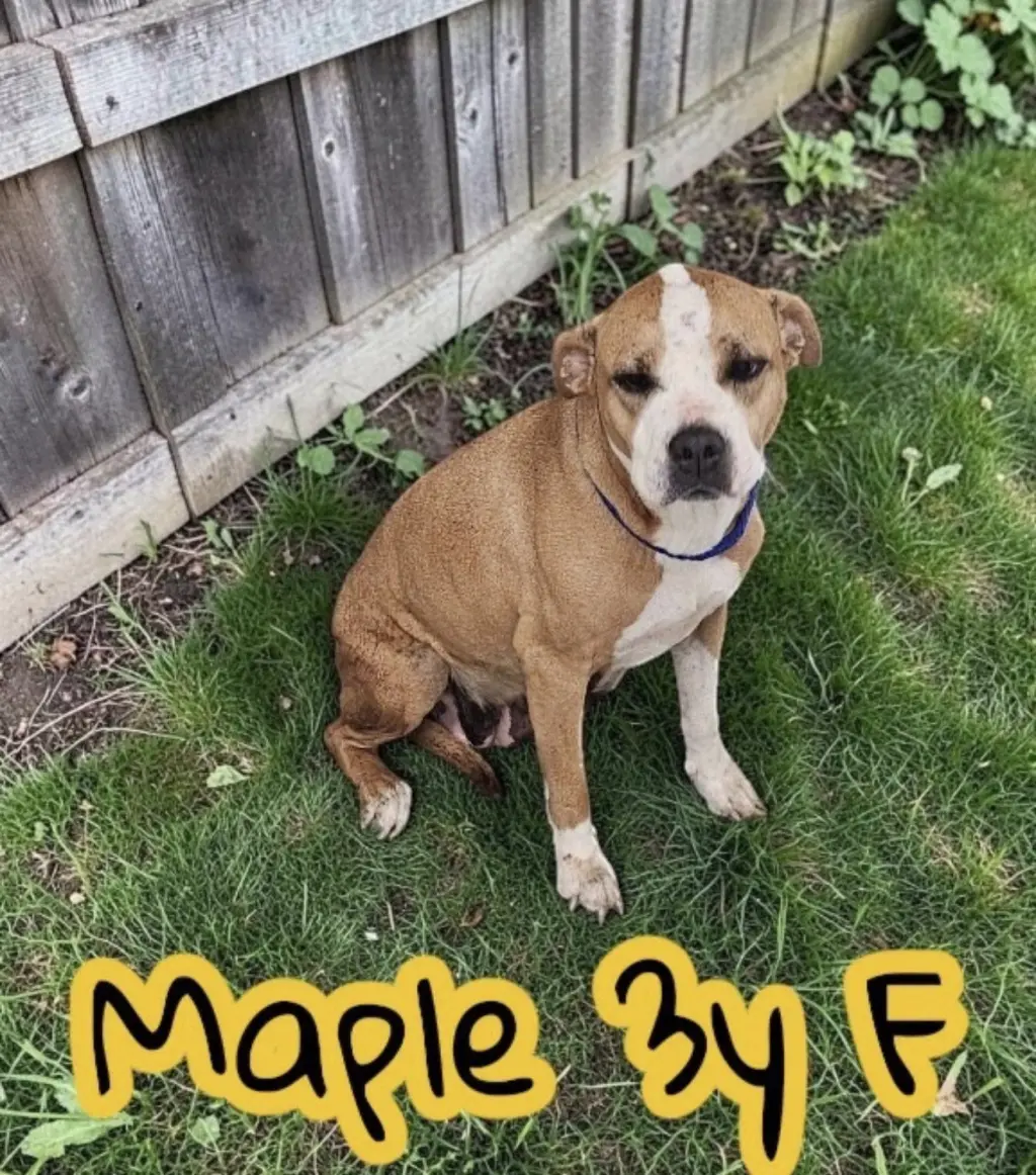 Maple