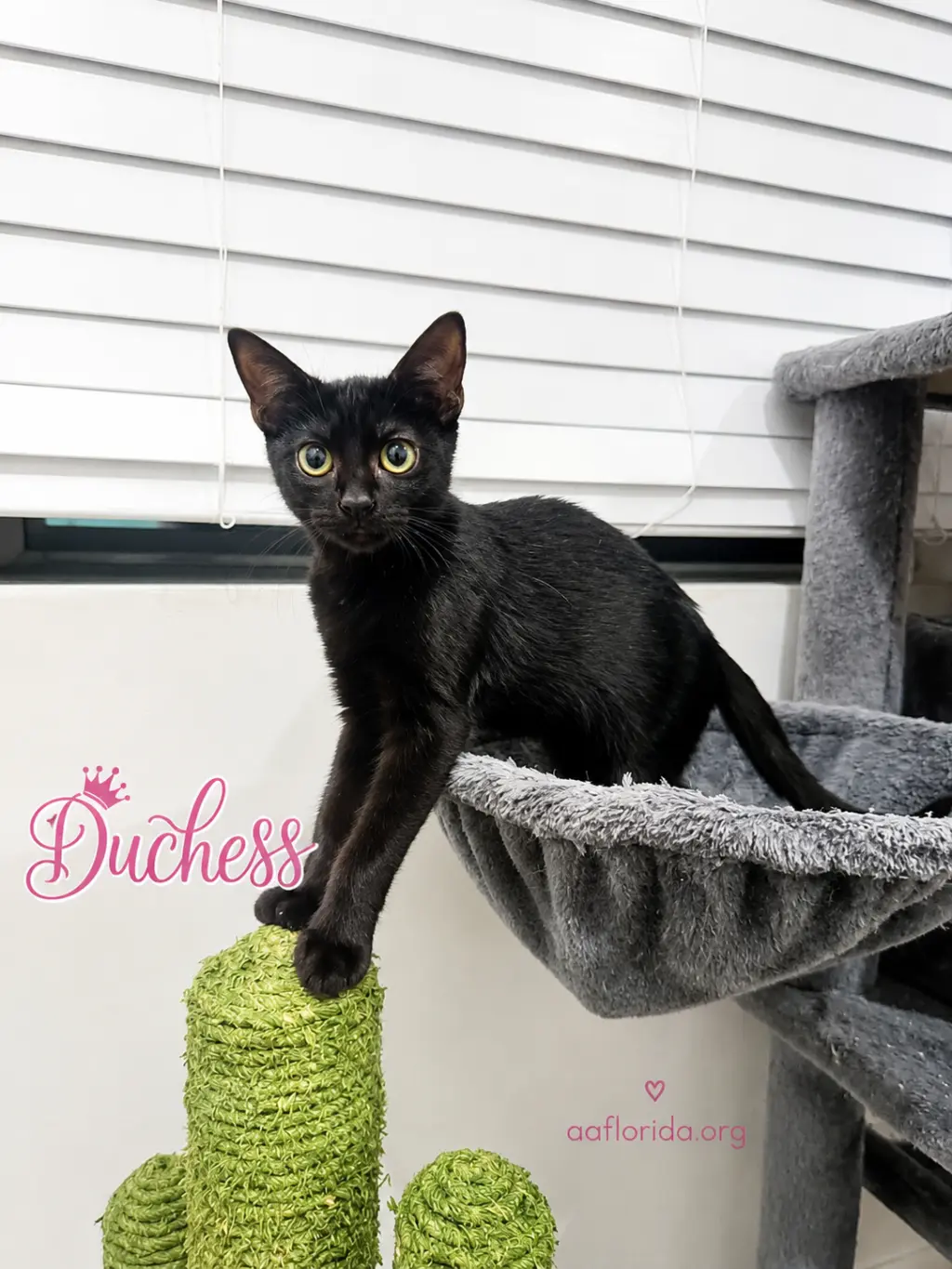 Duchess
