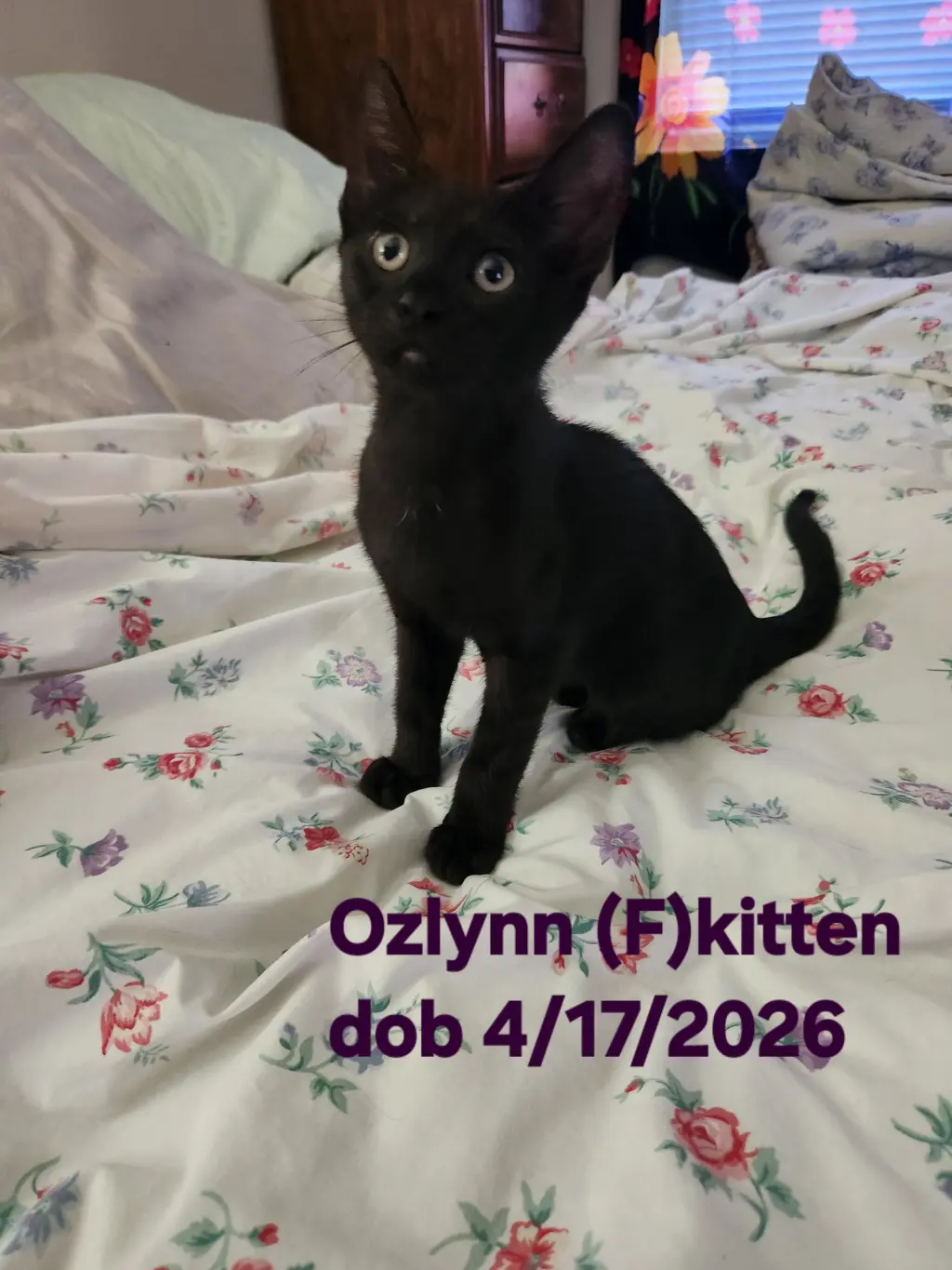 Ozlynn