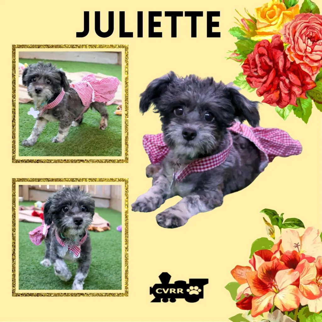 Juliette