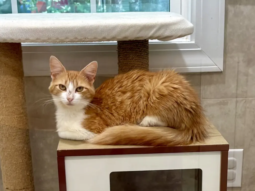 Peaches