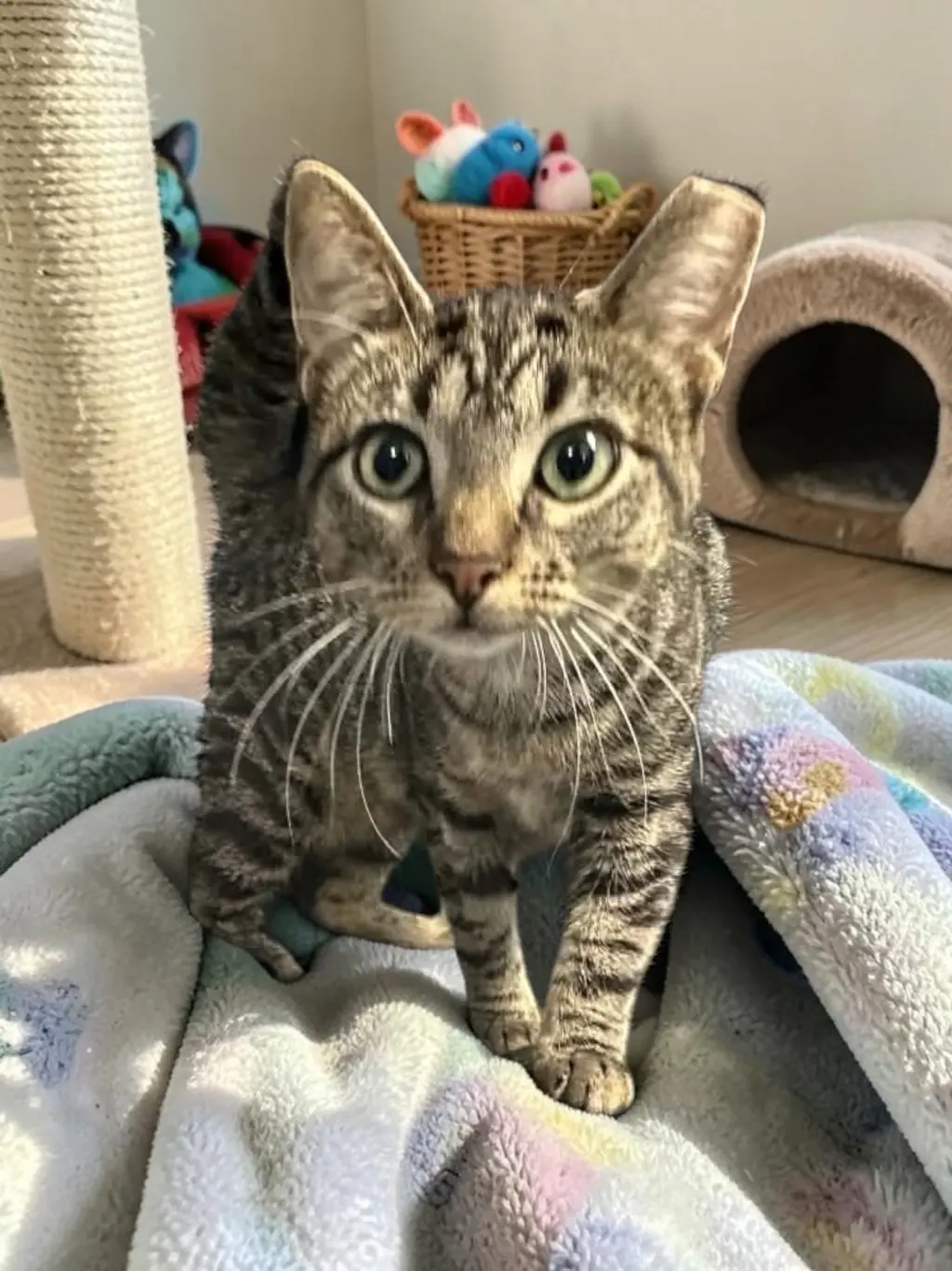 Peanut