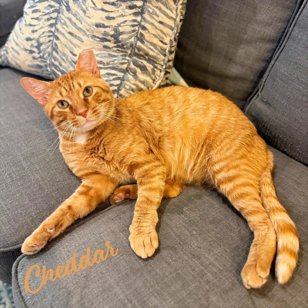 Cheddar #more-to-hug