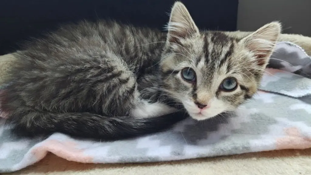 Flynn KITTEN RM
