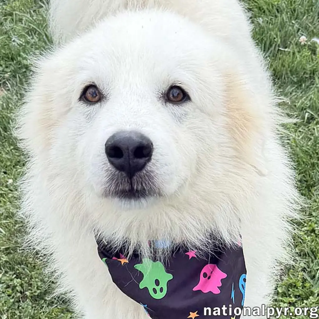 Aslan in OH - Lovey-Dovey Pocket Pyr!