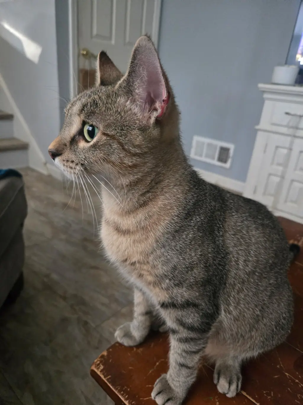 Nala-Joy