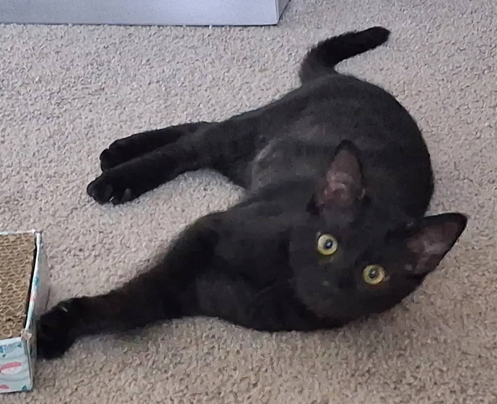 Debbie