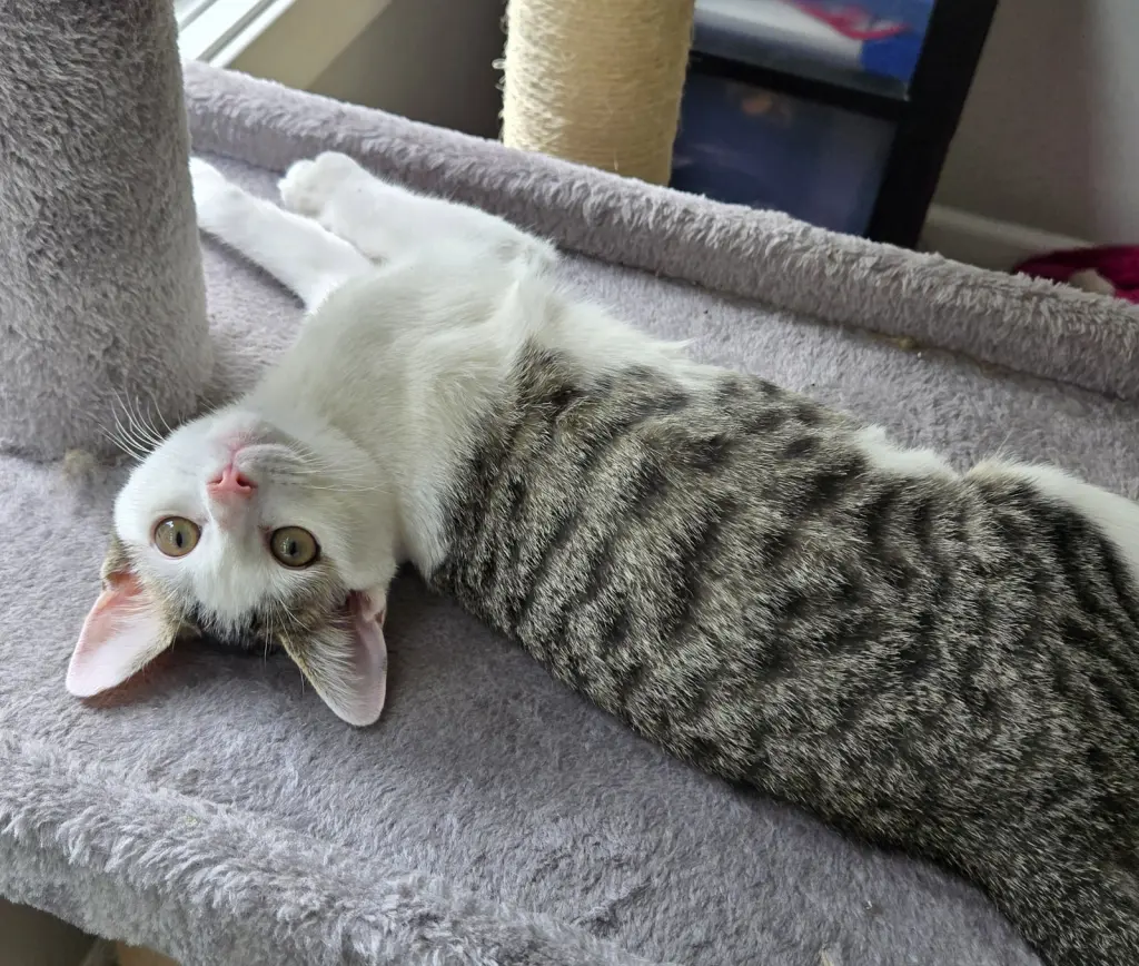 Wiggly