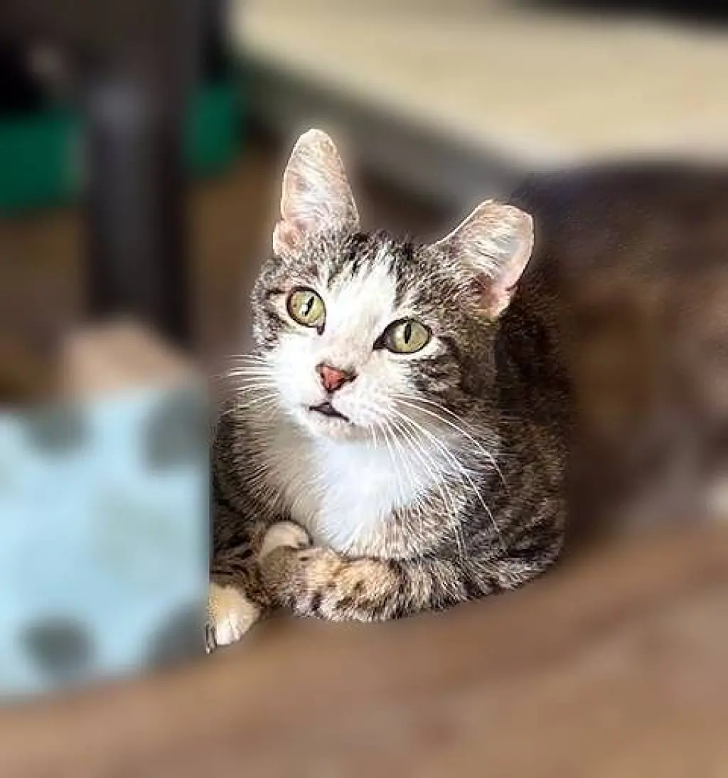 Frankie - Cuddler and Purr Machine