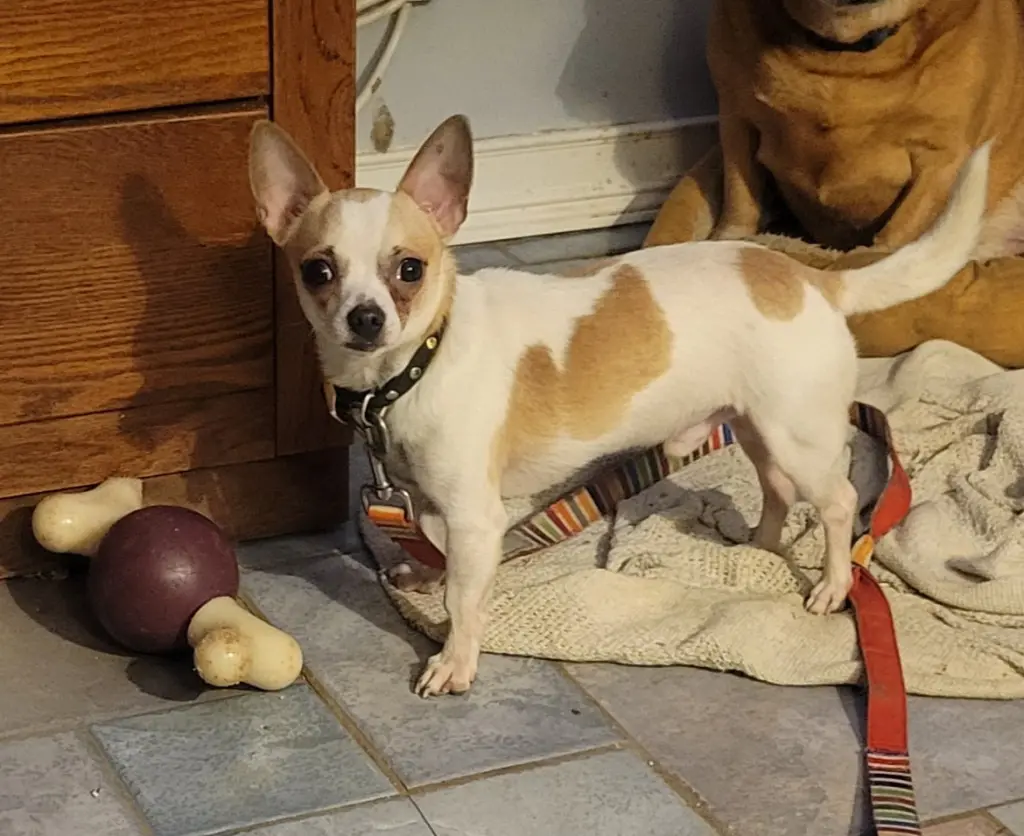 Nacho