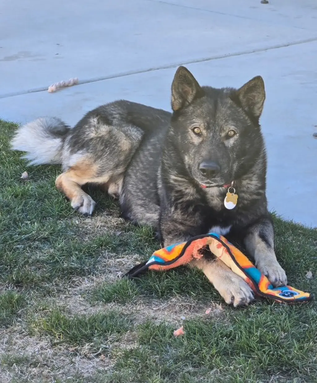 Tyson aka Wolfie