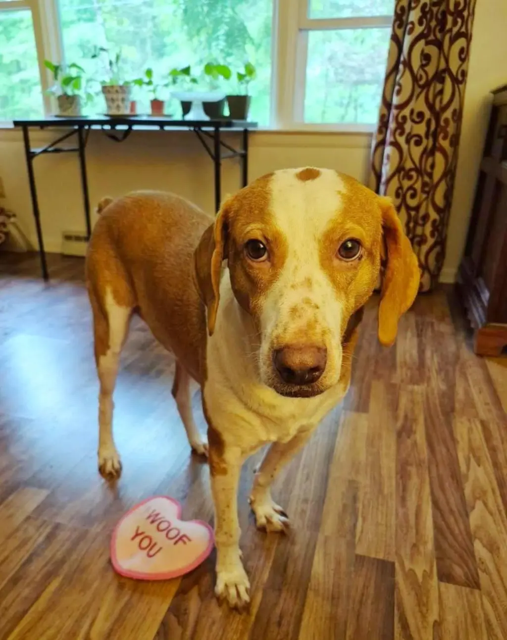 Emerson-great family dog