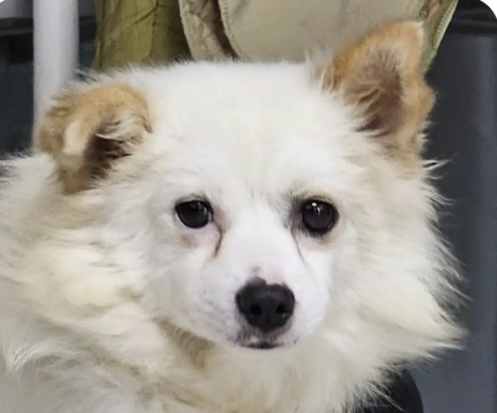 Reo