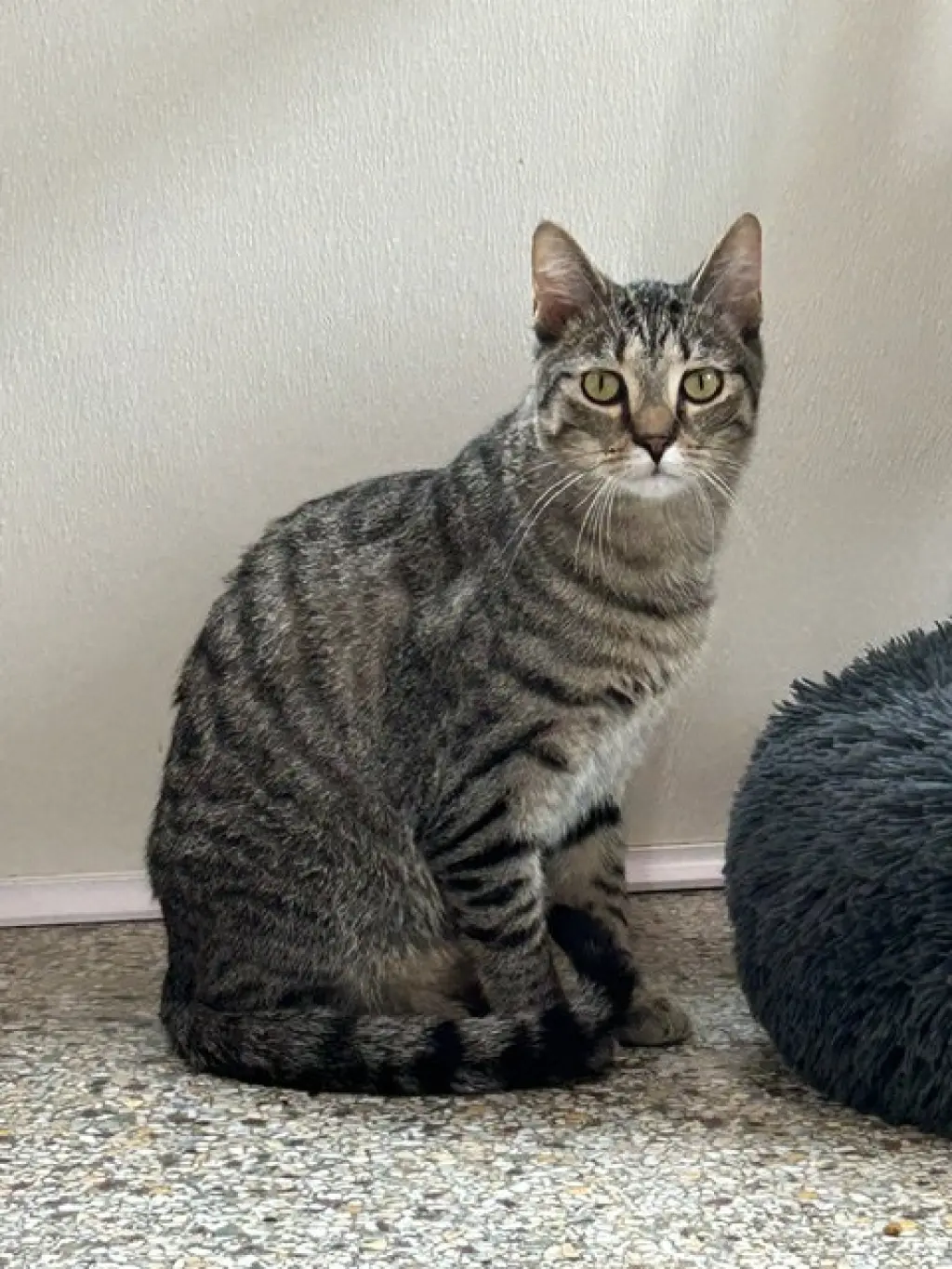 Simon (bonded with Sally)