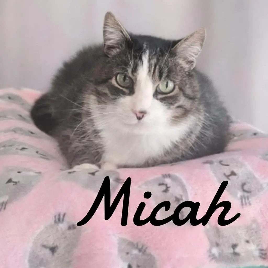 Micah