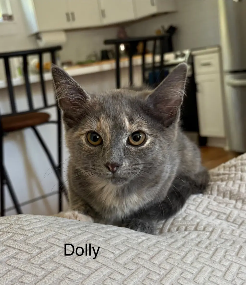 Dolly