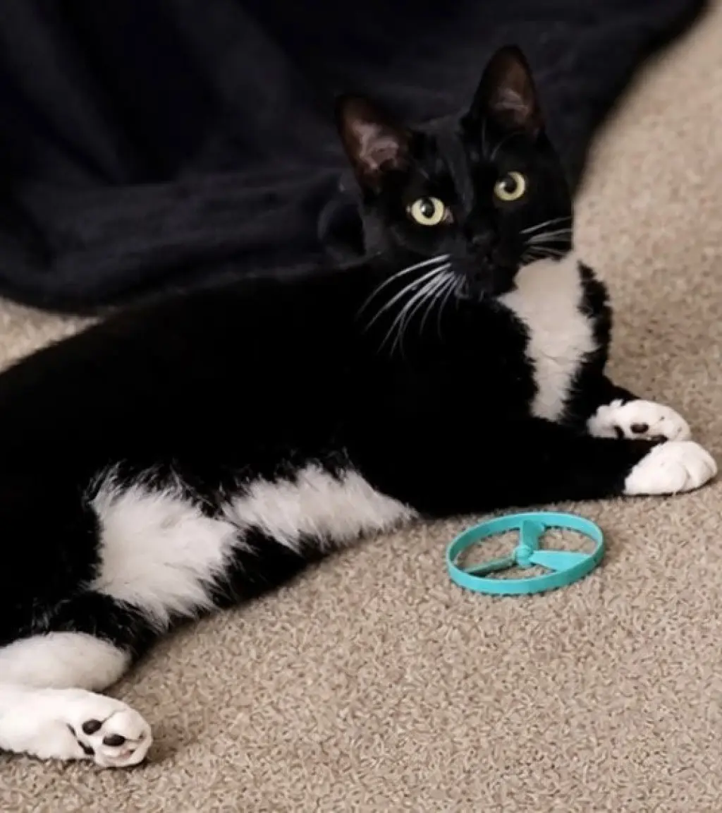 Martina (Bonded with Lady)