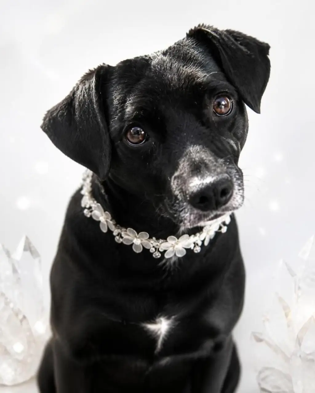 Gidget