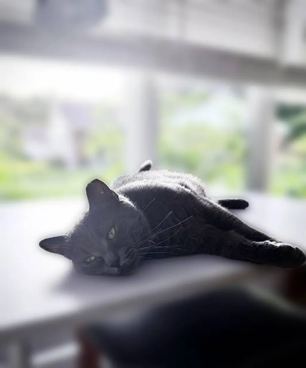 Gypsy (Sweet and Sophisticated)