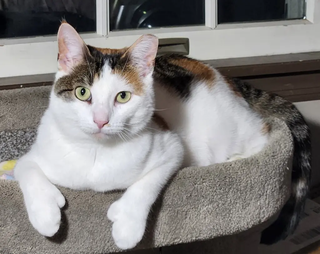 Hera