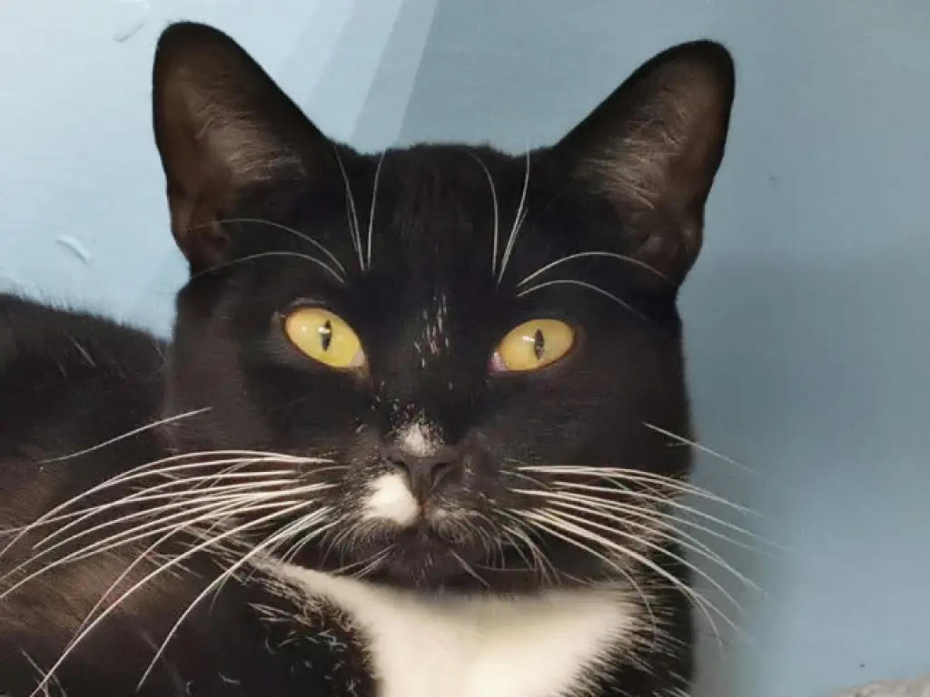 Mr. Hans - Cat Room