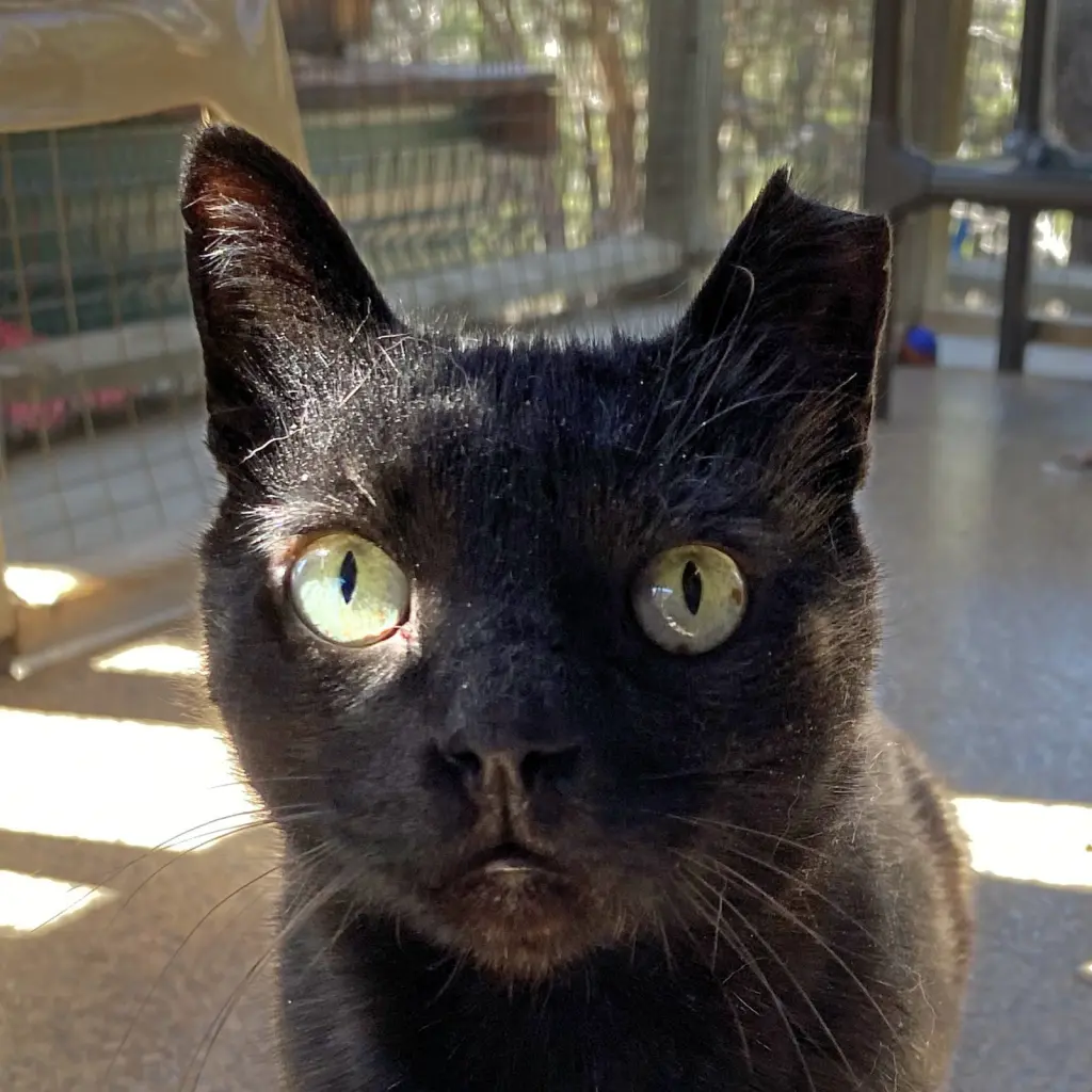 Yakko