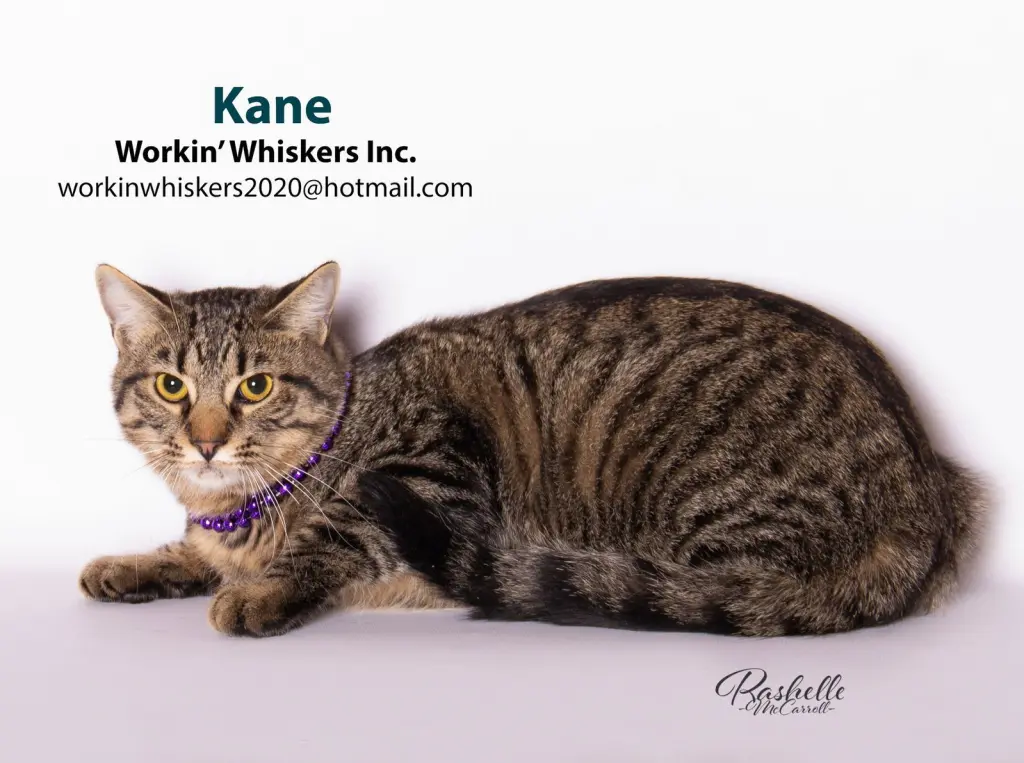KANE